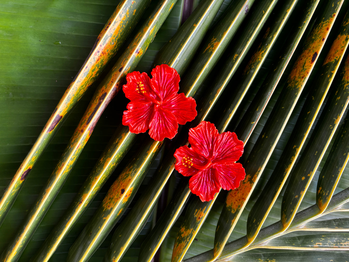 Ti Flè Rouge